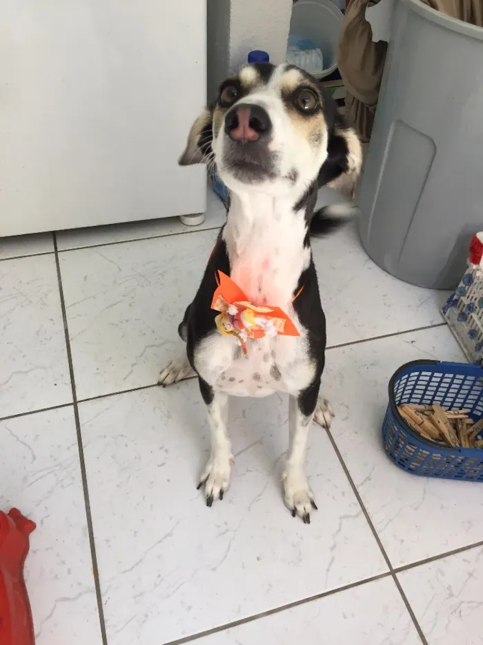 Cachorro raça Vira lata idade 4 anos nome Melissa Vitória 