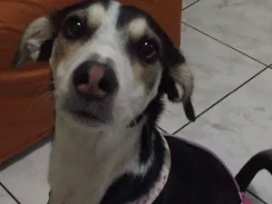 Cachorro raça Vira lata idade 4 anos nome Melissa Vitória 