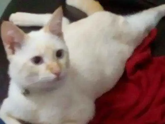 Gato ra a Não tem raça idade 7 a 11 meses nome Maluma