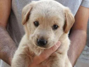 Cachorro raça SRD X Labrador idade Abaixo de 2 meses nome Labrador X SRD