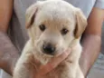 Labrador X SRD