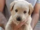 Cachorro raça SRD X Labrador idade Abaixo de 2 meses nome Labrador X SRD
