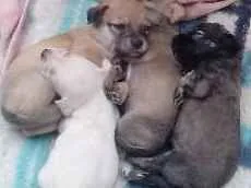 Cachorro raça Misturado  idade 2 a 6 meses nome Filhotes da mell