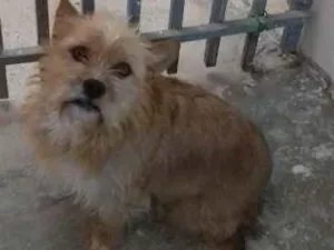 Cachorro raça SRD idade 4 anos nome Mel