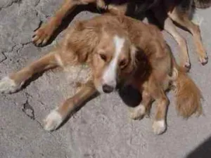 Cachorro raça SRD idade 3 anos nome BOB