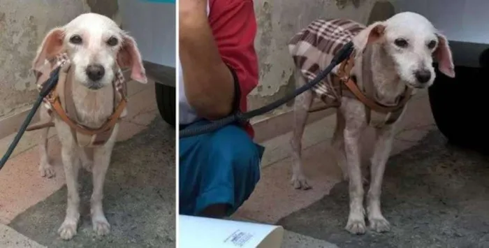 Cachorro raça SRD idade 1 ano nome Kate