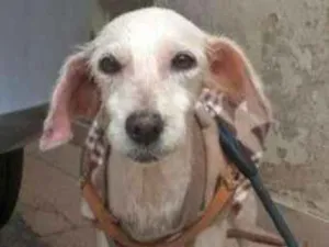 Cachorro raça SRD idade 1 ano nome Kate