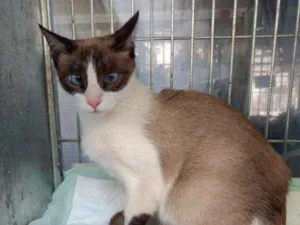 Gato raça SRD idade 2 anos nome Sem Nome