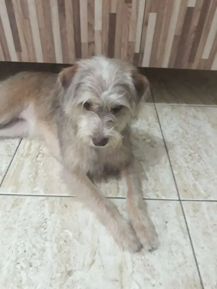 Cachorro ra a SRD idade 1 ano nome Nina