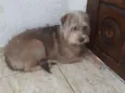 Nina