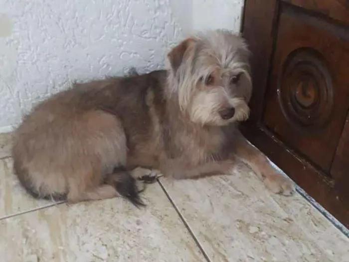 Cachorro ra a SRD idade 1 ano nome Nina