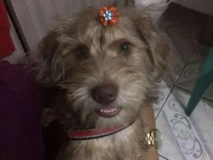 Cachorro raça SRD idade 1 ano nome Nina
