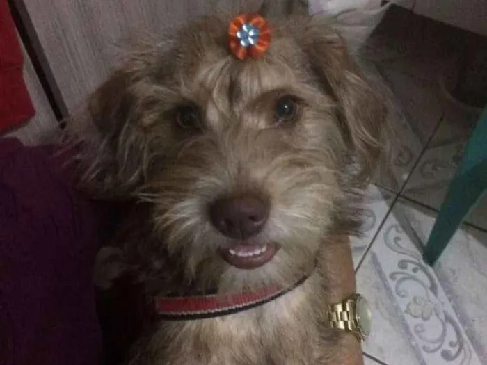 Cachorro ra a SRD idade 1 ano nome Nina