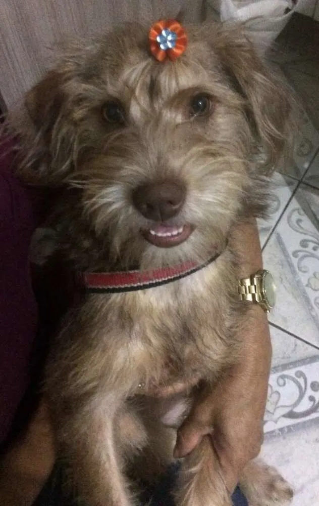 Cachorro ra a SRD idade 1 ano nome Nina