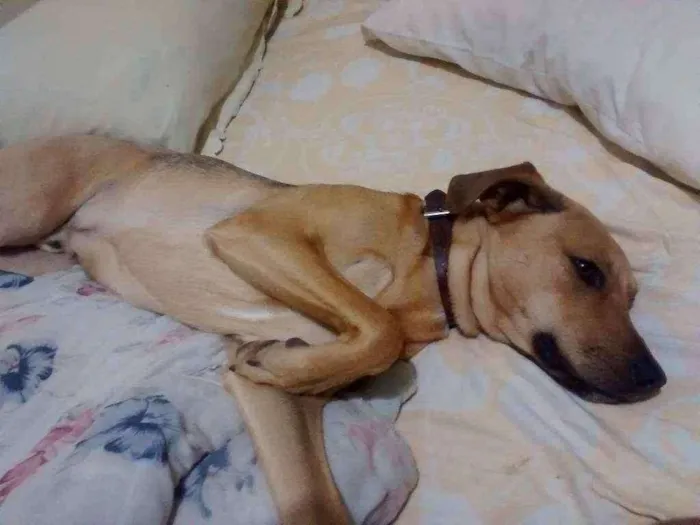 Cachorro ra a Viralata  idade 7 a 11 meses nome Bob