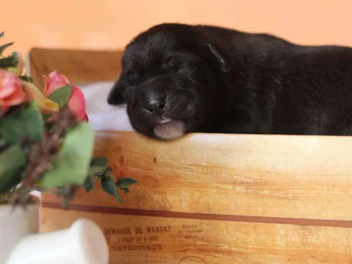 Cachorro ra a SRD idade Abaixo de 2 meses nome Sem nome