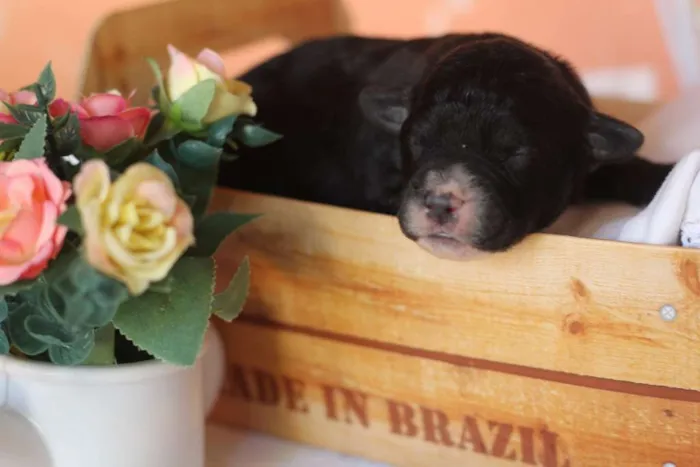 Cachorro ra a SRD idade Abaixo de 2 meses nome Sem nome