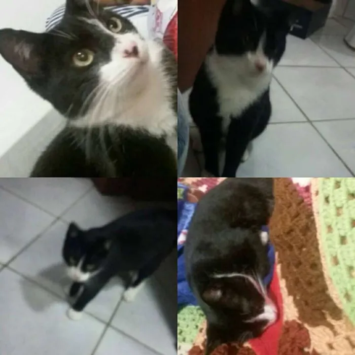 Gato ra a  idade 2 a 6 meses nome Mia