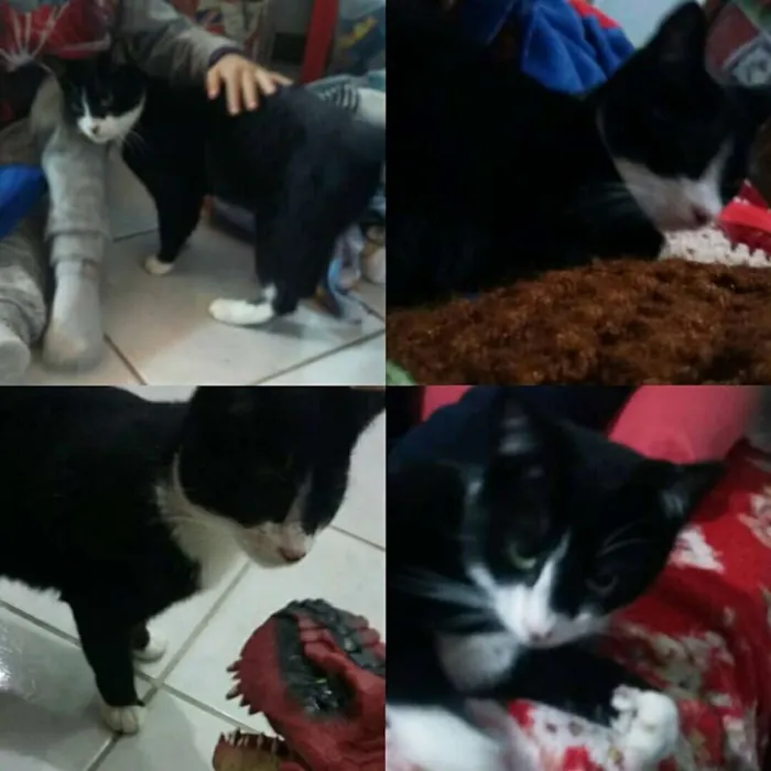 Gato ra a  idade 2 a 6 meses nome Mia