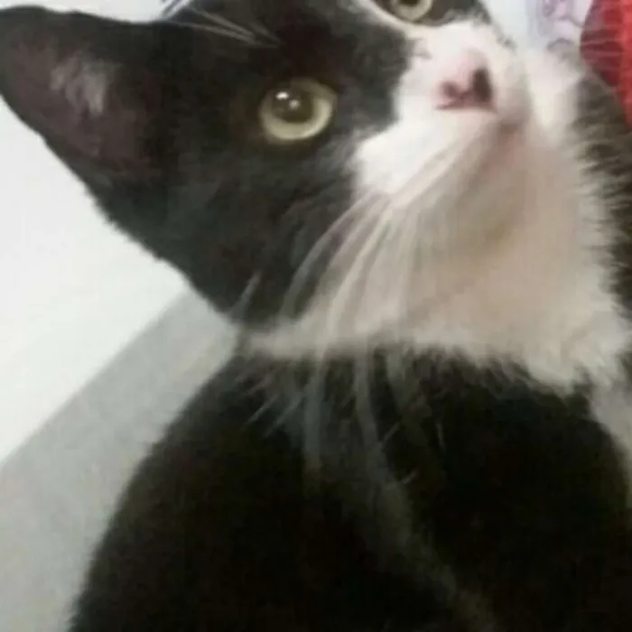 Gato ra a  idade 2 a 6 meses nome Mia