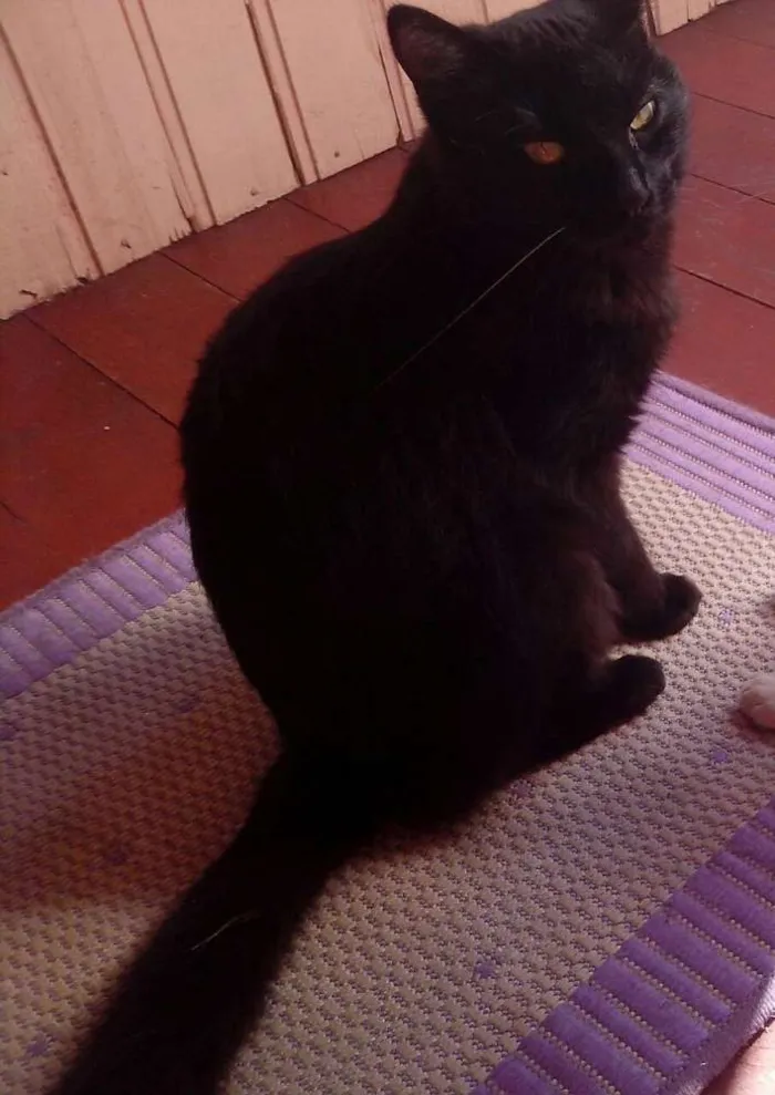 Gato ra a Sem raça  idade 7 a 11 meses nome Isis