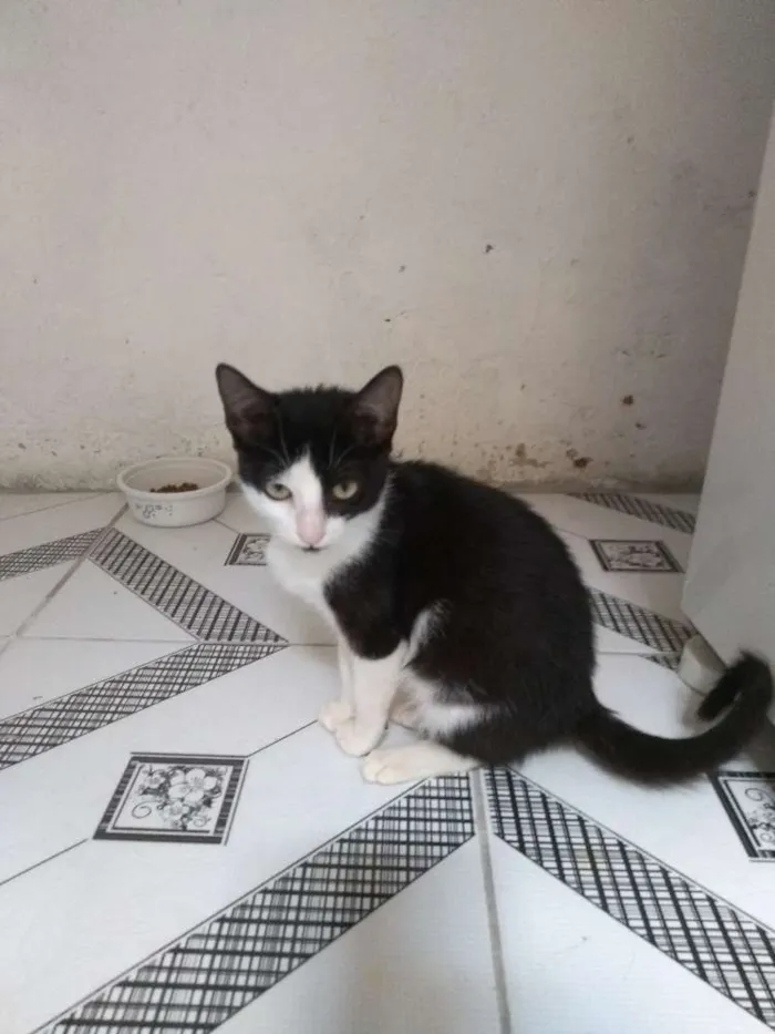 Gato raça Sem raça idade 2 a 6 meses nome Lulu
