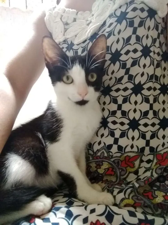 Gato raça Sem raça idade 2 a 6 meses nome Lulu