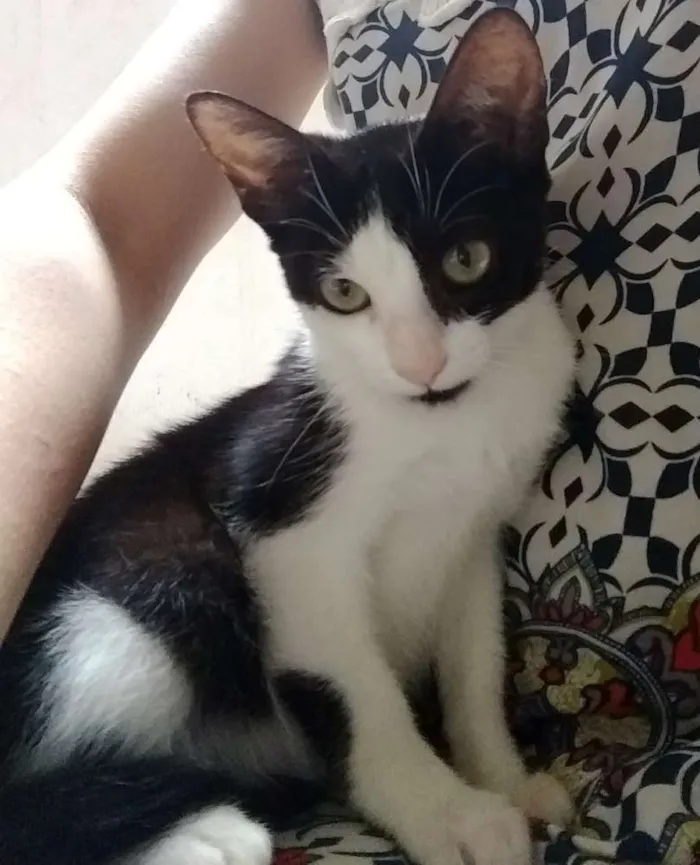 Gato raça Sem raça idade 2 a 6 meses nome Lulu