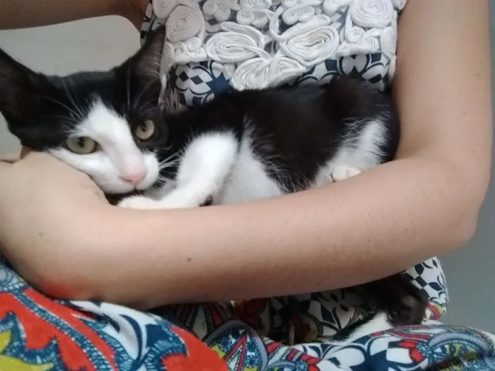 Gato raça Sem raça idade 2 a 6 meses nome Lulu