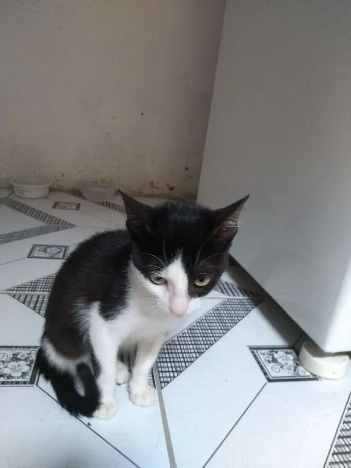 Gato raça Sem raça idade 2 a 6 meses nome Lulu