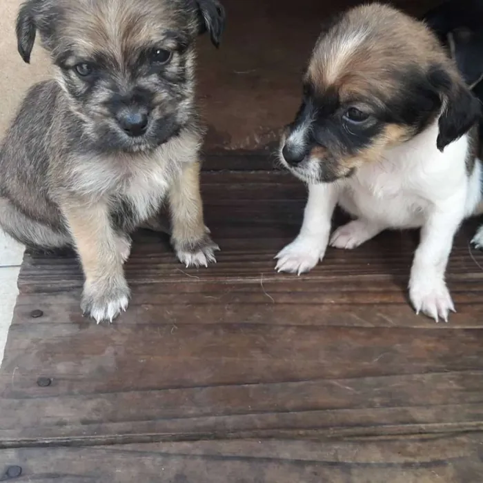Cachorro raça Vira lata idade Abaixo de 2 meses nome Filhotes
