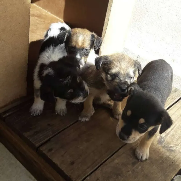 Cachorro raça Vira lata idade Abaixo de 2 meses nome Filhotes
