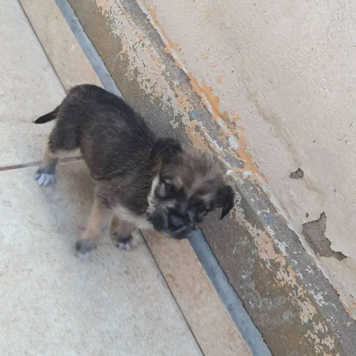 Cachorro raça Vira lata idade Abaixo de 2 meses nome Filhotes