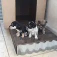 Filhotes