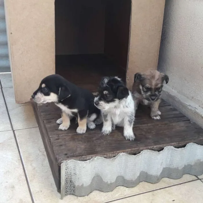 Cachorro raça Vira lata idade Abaixo de 2 meses nome Filhotes