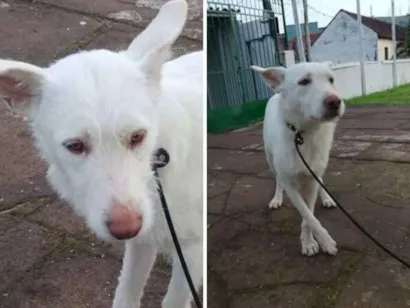Cachorro raça  idade 1 ano nome Alemão 