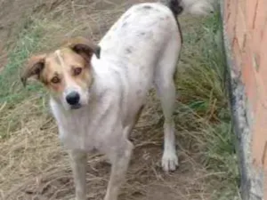 Cachorro raça mestiça idade 4 anos nome Sem Nome