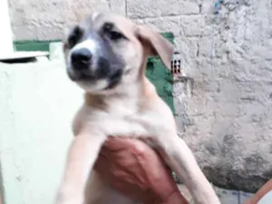 Cachorro raça srd idade 2 a 6 meses nome sem nomes