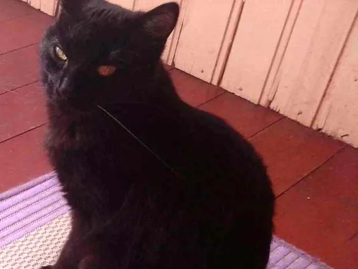 Gato ra a Sem raça  idade 7 a 11 meses nome Isis