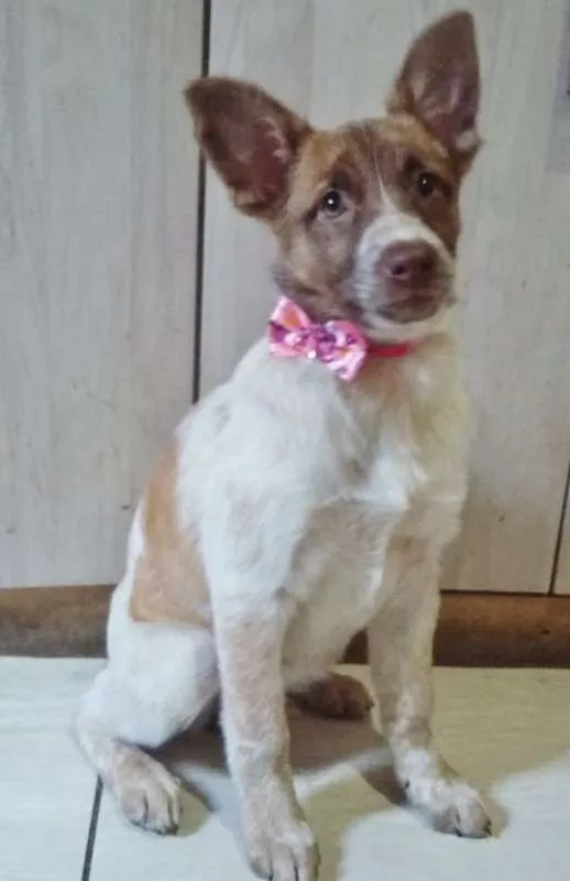Cachorro ra a SRD idade 2 a 6 meses nome BELA