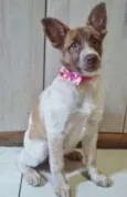 BELA