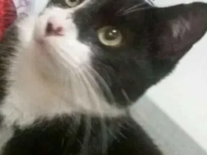 Gato raça  idade 2 a 6 meses nome Mia