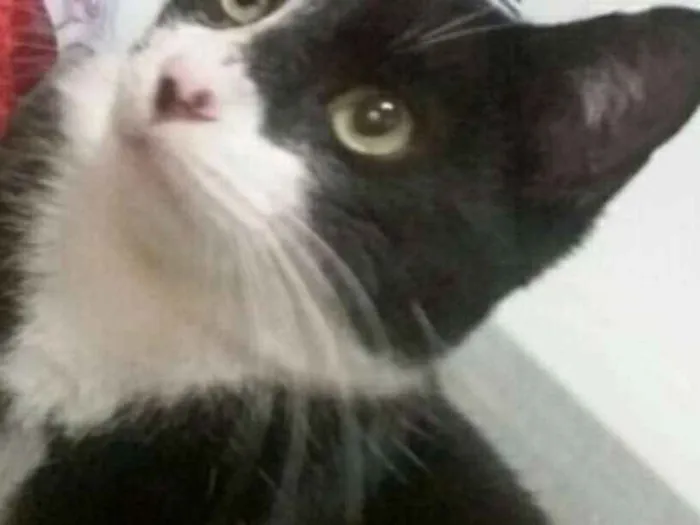 Gato ra a  idade 2 a 6 meses nome Mia