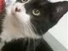 Gato raça  idade 2 a 6 meses nome Mia