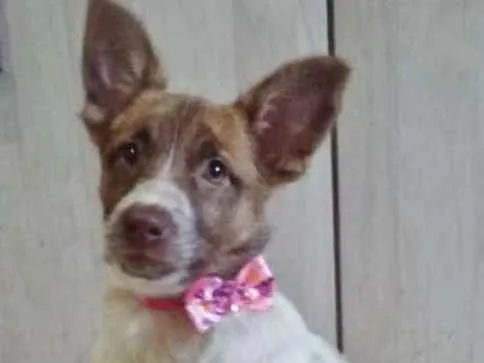 Cachorro ra a SRD idade 2 a 6 meses nome BELA