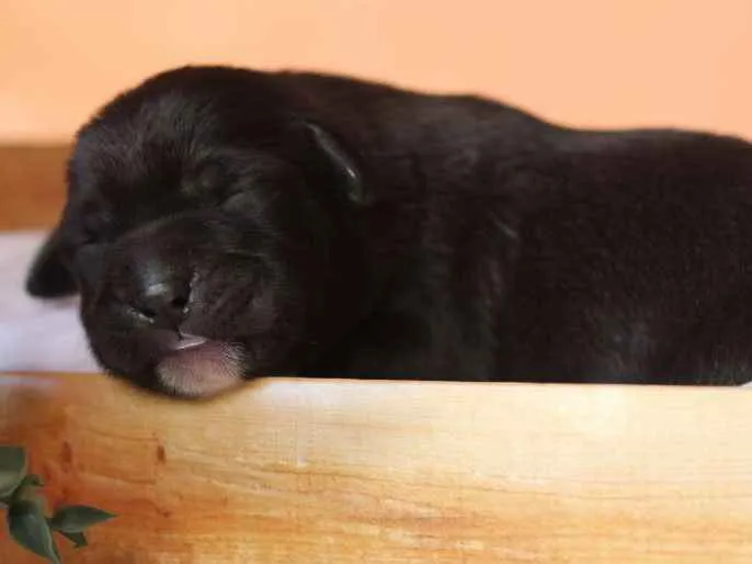 Cachorro ra a SRD idade Abaixo de 2 meses nome Sem nome
