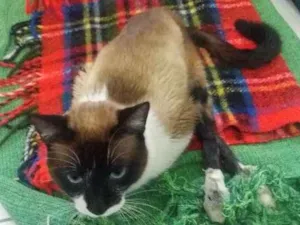 Gato raça SRD idade 1 ano nome Hawking