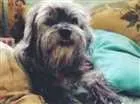 Cachorro raça yorkshire com lhaza apso idade 6 ou mais anos nome Mystery GRATIFICA