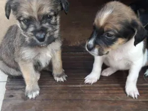 Cachorro raça Vira lata idade Abaixo de 2 meses nome Filhotes