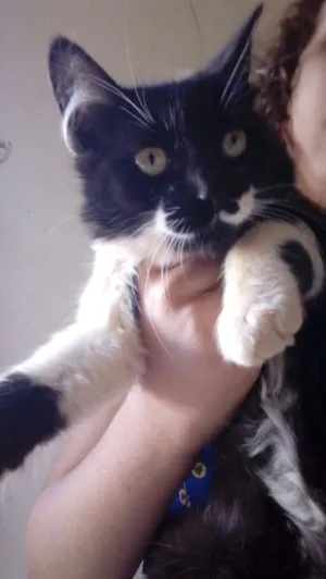 Gato raça Vira lata. idade 2 a 6 meses nome Mia,Shiva e Melody